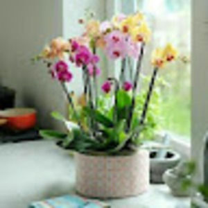 Meet your Posher, Salustia